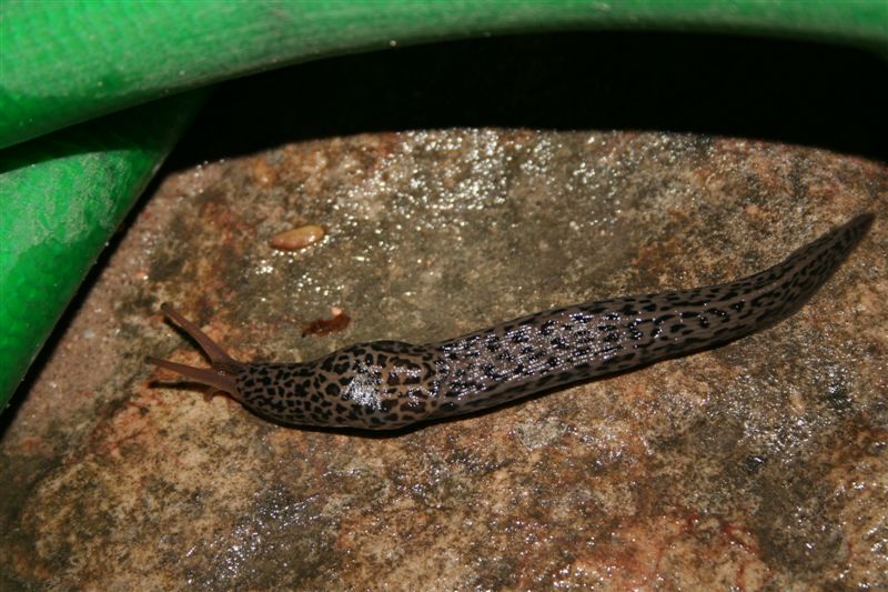 Limax maximus dal Lago di Garda da identificare